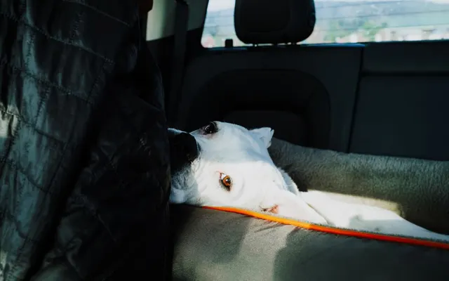 Arnés de coche para perro para viajar - La Tienda del Viajero CholloTravel